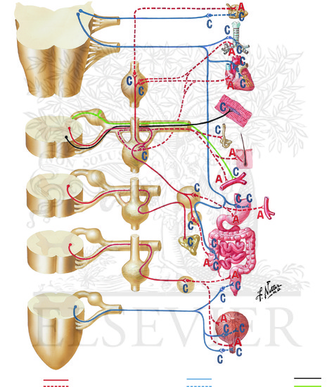 Watermarked preview of unlabeled image: Cholinergic and Adrenergic Synapses: Schema