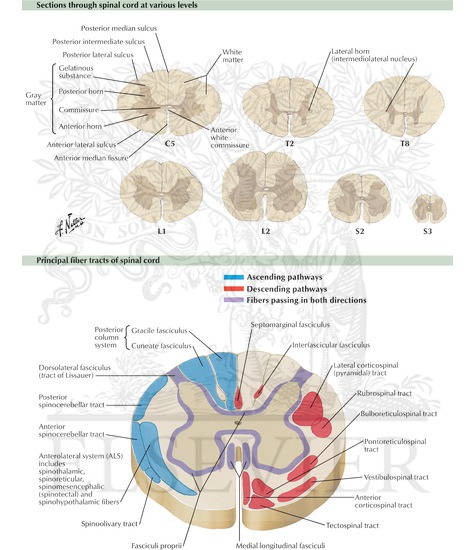 Spinal Cord Cross Sections: Fiber Tracts