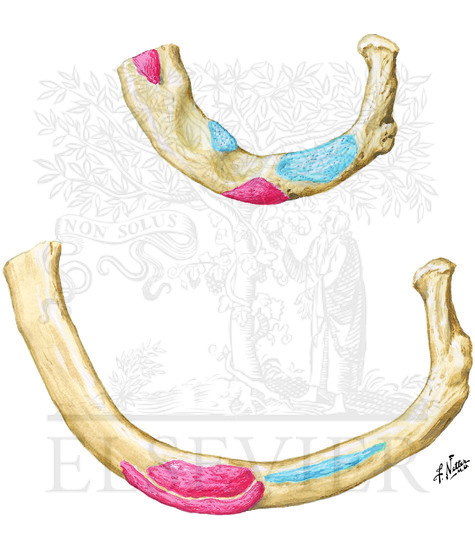 Muscle Attachments of Ribs