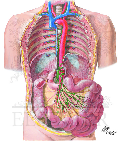 Watermarked preview of unlabeled image: Lymph Vessels and Nodes of Small Intestine