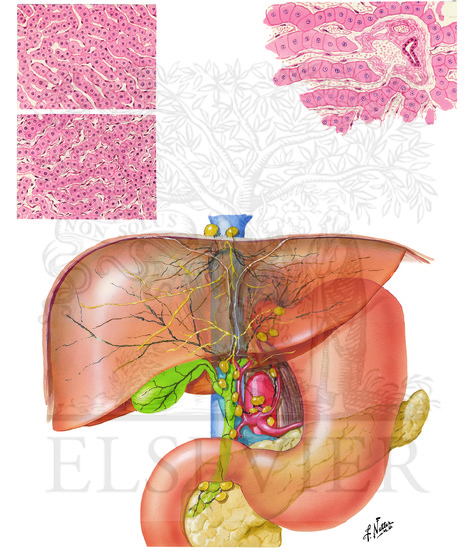 Watermarked preview of unlabeled image: Lymph Vessels and Nodes of Liver