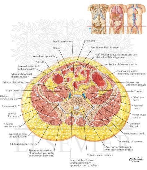 Transverse Section Of Abdomen Level Of S1 Anterior Superior Iliac Spine