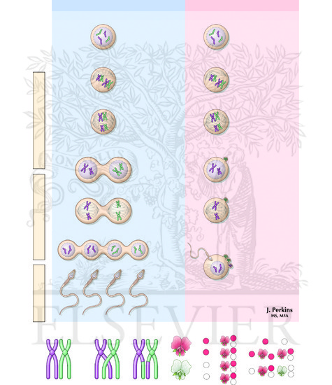 Watermarked preview of unlabeled image: Genetics of Reproduction
