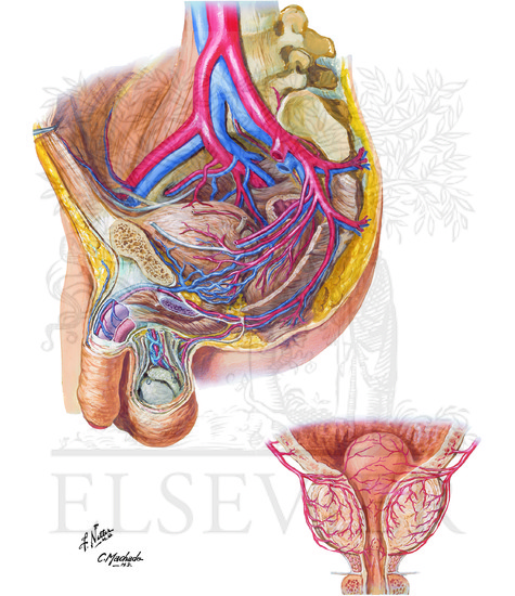 Arteries and Veins of Pelvis: Male