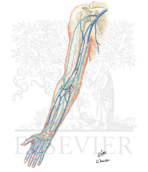 Veins of Upper Limb