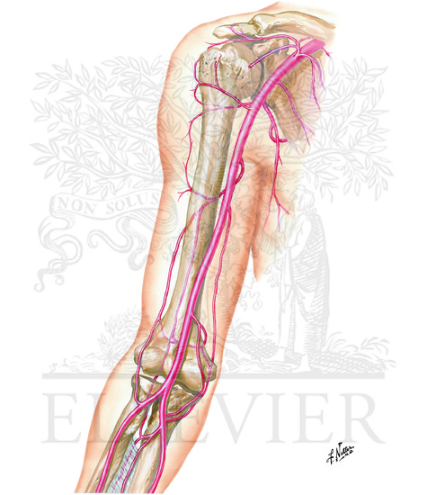 Arteries Of Arm And Proximal Forearm