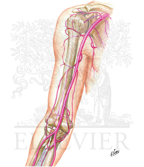 Arteries of Arm and Proximal Forearm