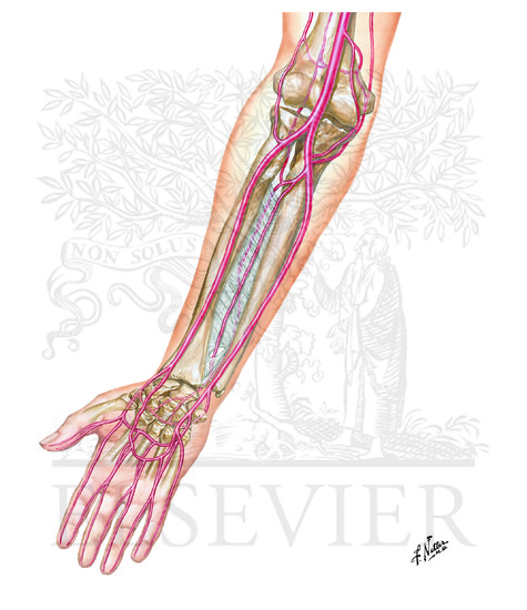 Arteries of Forearm and Hand