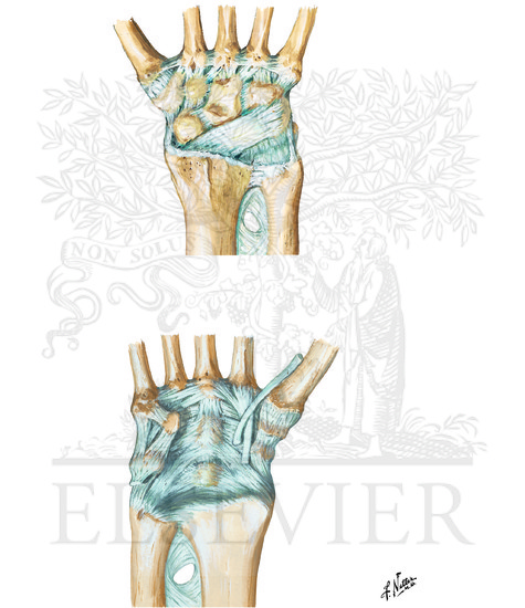 Ligaments of Wrist