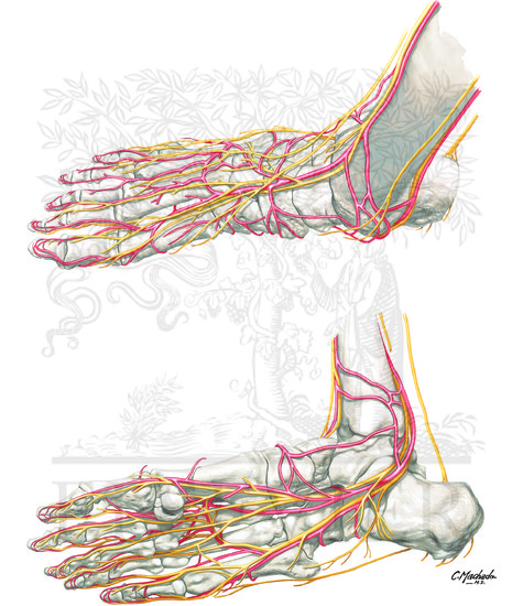 Anatomy of Foot:  Nerves and Arteries