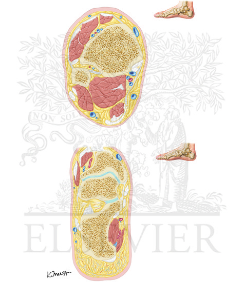 Watermarked preview of unlabeled image: Cross-Sectional Anatomy of Ankle and Foot 