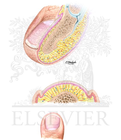 Watermarked preview of unlabeled image: Anatomy of the Toenail