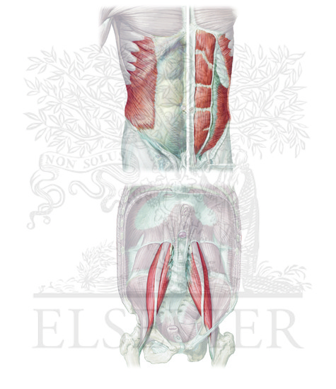 Muscles that flex the vertebral column