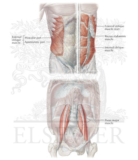 Muscles that flex the vertebral column