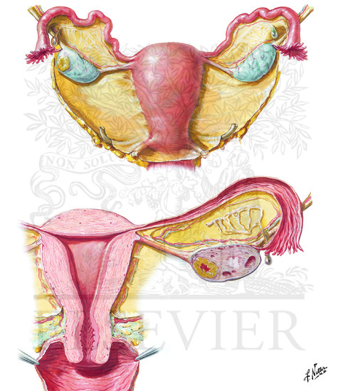 Uterus and Adnexa
