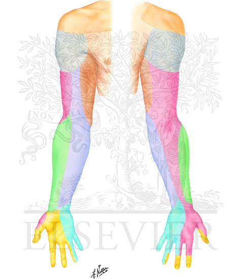 Cutaneous Innervation of Upper Limb