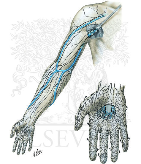 Lymph Vessels and Nodes of Upper Limb