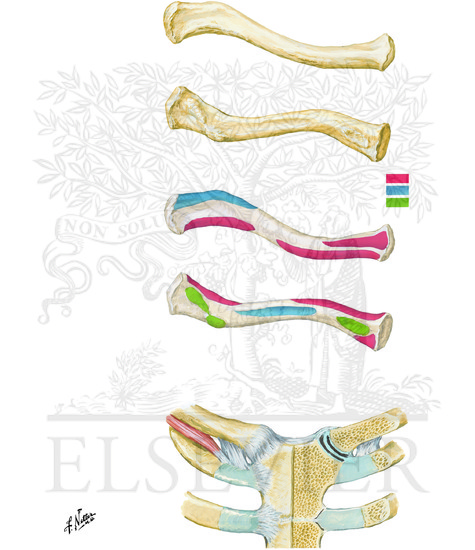 Clavicle and Sternoclavicular Joint