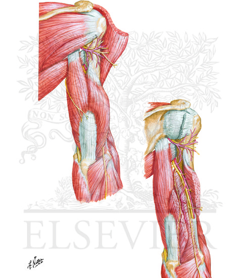 Watermarked preview of unlabeled image: Muscles of Arm: Posterior Views