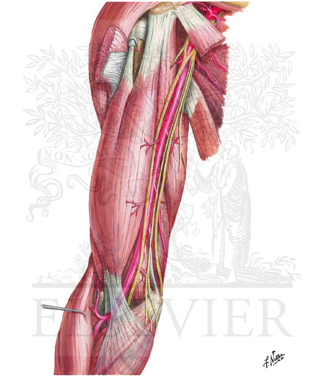 Brachial Artery In Situ Brachial Artery In Situ