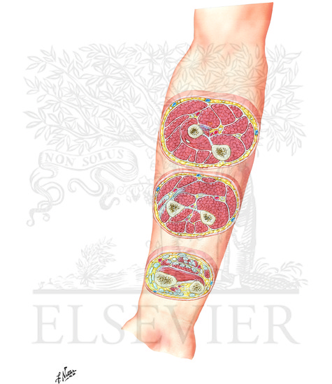 Forearm: Serial Cross Sections, Anterior View