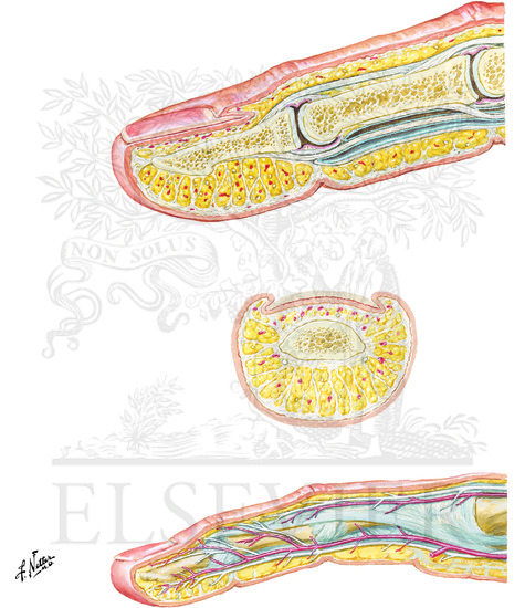 Watermarked preview of unlabeled image: Fingers