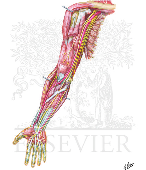 Arteries and Nerves of Upper Limb: Anterior View