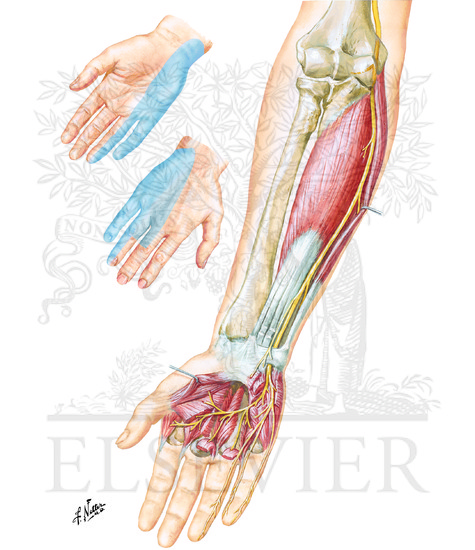 Ulnar Nerve