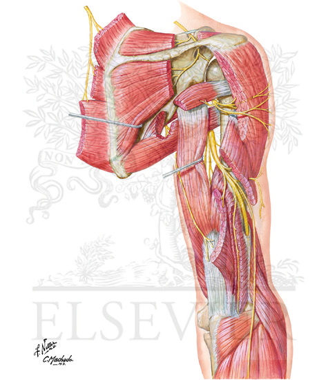 Radial Nerve in Arm and Nerves of Posterior Shoulder: Posterior View