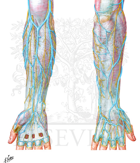Cutaneous Nerves and Superficial Veins of Forearm and Hand