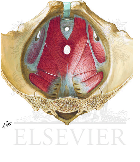 Pelvic Diaphragm: Male