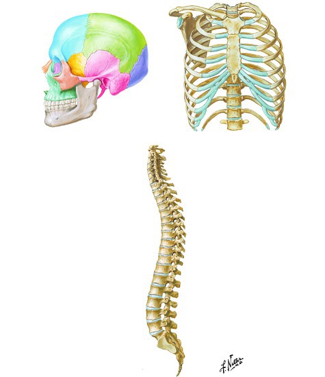Bones of the axial skeleton