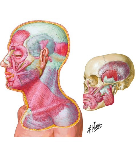 Muscles of the Head