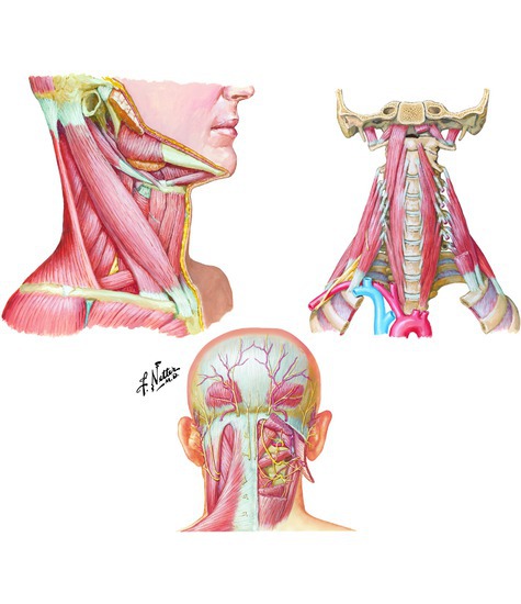 Muscles of the Neck