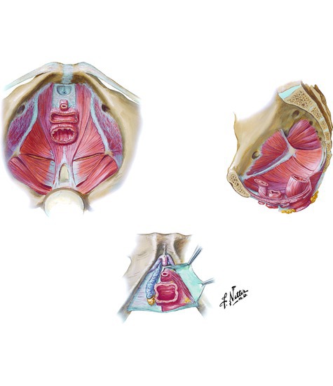 Muslces of the Pelvic Floor