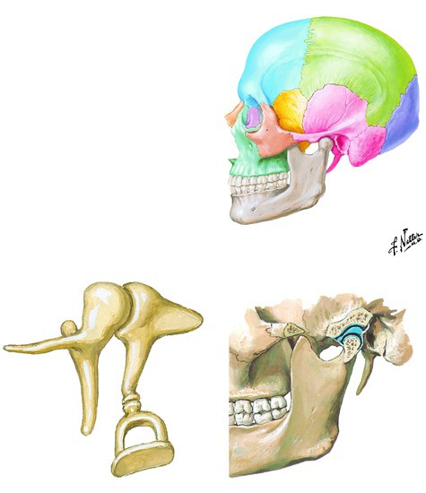 Jaw movements