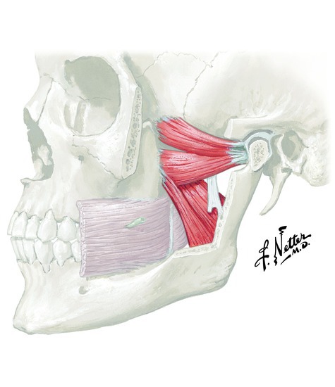 Watermarked preview of unlabeled image: Muscles that move the jaw
