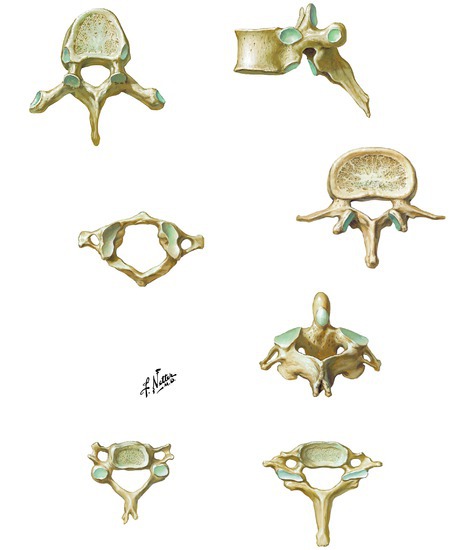 Examples of vertebra
