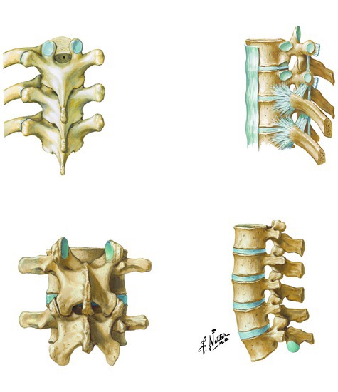 Facet and costovertebral joints