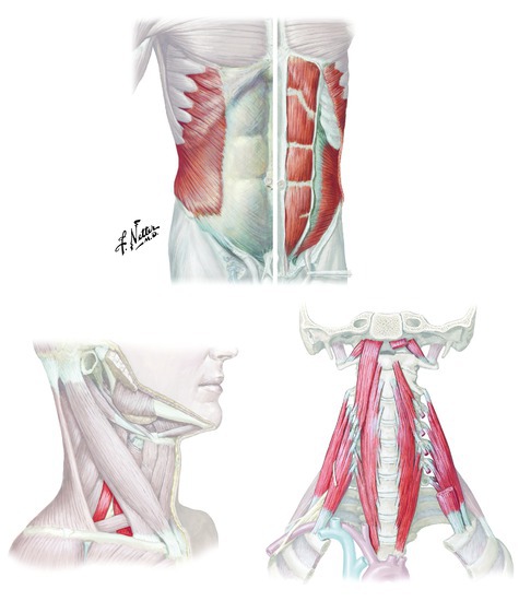 Muscles that flex the vertebral column