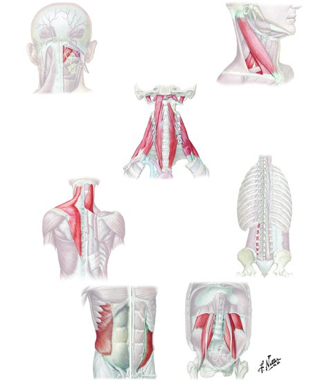 Muscles that laterally flex the vertebral column