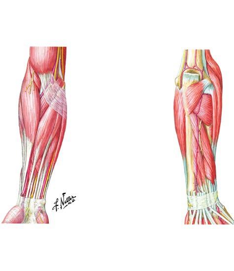 Forearm Muscles