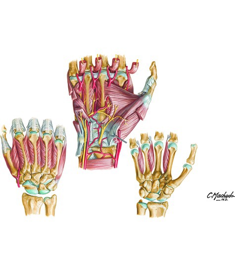 Hand Muscles