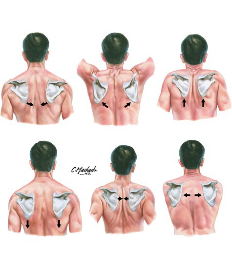 Scapulothoracic movements