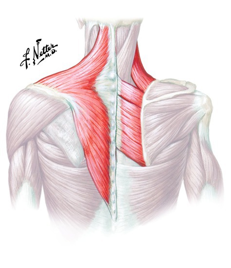 Muscles that elevate the scapula