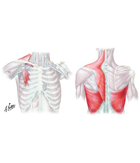 Muscles that depress the scapula