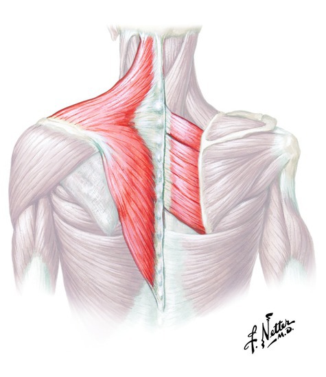 Muscles that retract  the scapula