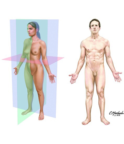 Anatomical Planes and Directions