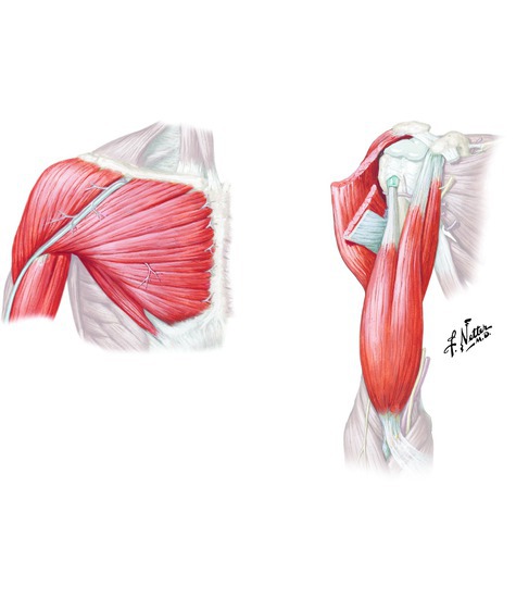 Muscles that flex the shoulder