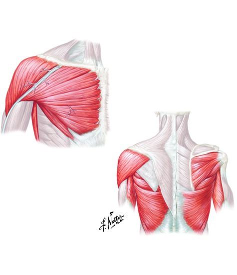 Muscles that adduct the shoulder
